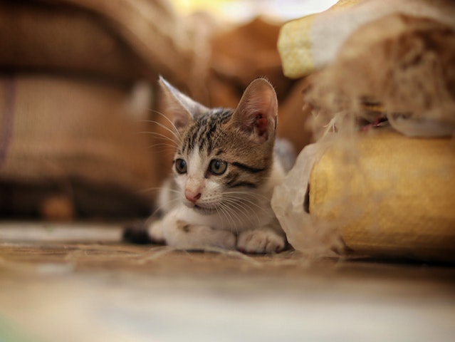 a cat laying next to a scratched up sofa